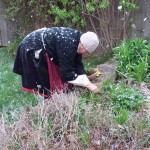 Author gathering herbs.