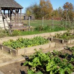 Fall Jardin Potager