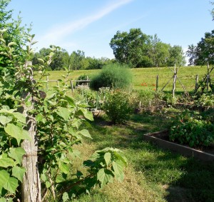 Jardin Potager, Summer 2014