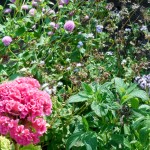 Cockscomb, globe amaranth, ageratum