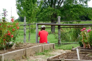 Nick tying the espalier apple trees limbs.