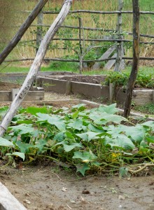 Long Anglais cucumbers, new garden beds, and espaliered apple tree beyond.