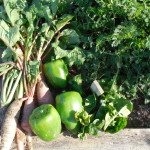 Radishes, peppers, and spinach,