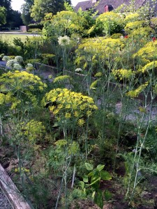 Early summer, dill and carrots setting seeds while sheltering the companion planting of beans.