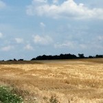 Illinois country wheat.